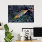 Poster Wrasse de récif (Bureau à domicile)