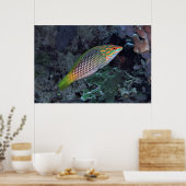 Poster Wrasse de récif (Cuisine)