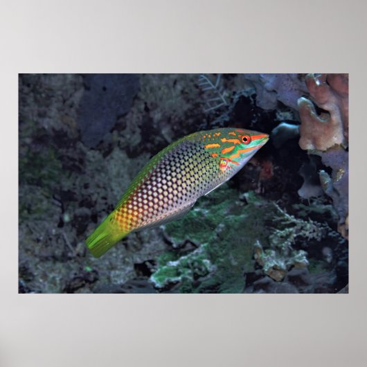 Poster Wrasse de récif (Devant)