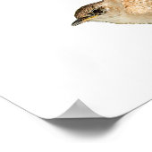 Poster Wren (Coin)