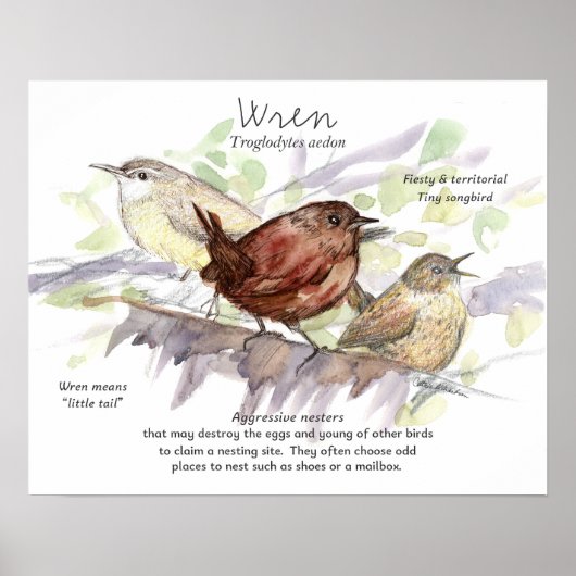 Poster Wren Songbird Study Nature Wildlife Art (Devant)