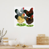 Poster Wyandotte : Assortiment de coq (Cuisine)