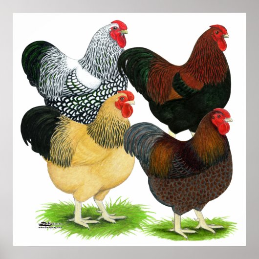 Poster Wyandotte : Assortiment de coq (Devant)