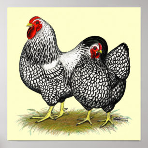 Poster Wyandotte : Paire d'argent