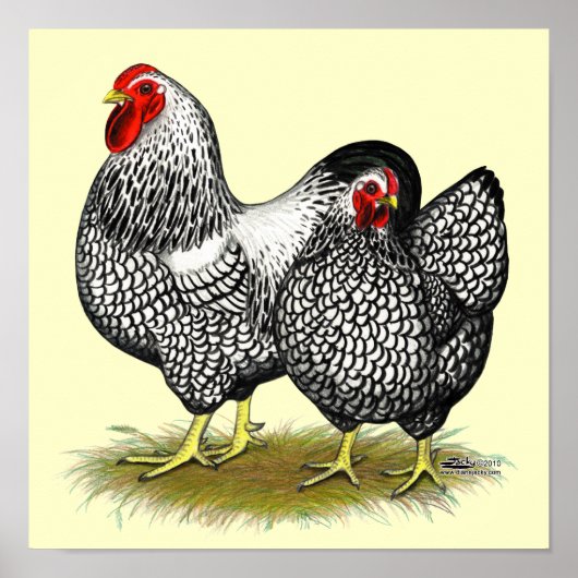 Poster Wyandotte : Paire d'argent (Devant)