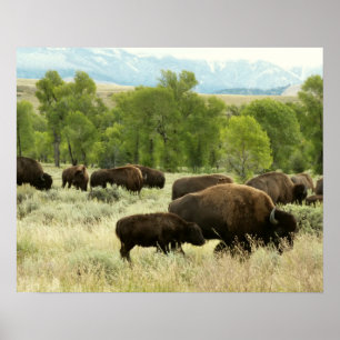 Poster Wyoming Bison Nature Animal Photographie