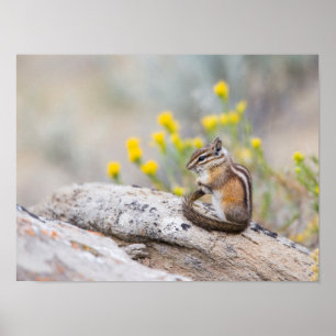 Poster Wyoming, Comté De Sublette, Moins Chipmunk