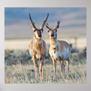 Poster Wyoming, Comté de Sublette, Pronghorn