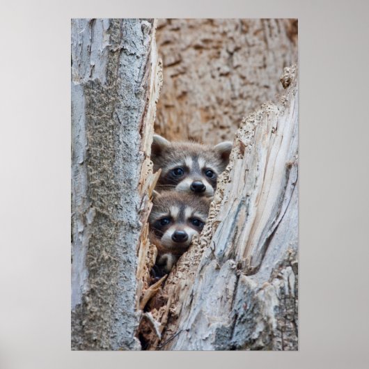 Poster Wyoming, Lincoln County, Raccoon (Devant)
