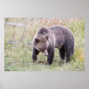 Poster Wyoming, parc national de Yellowstone, ours grizzl