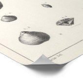 Poster X Carbonifère (Coin)