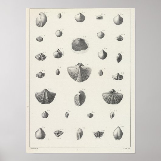 Poster X Carbonifère (Devant)