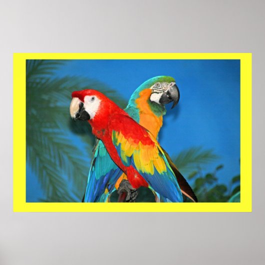 Poster X Marque les perroquets ponctuels (Devant)