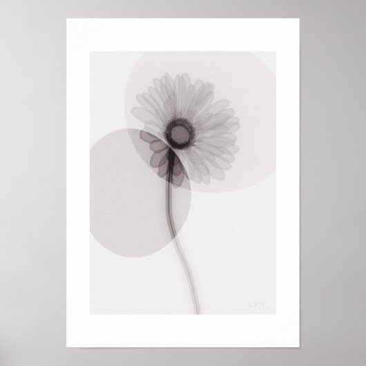 Poster X-ray Botanical Art - Gerbera (Devant)
