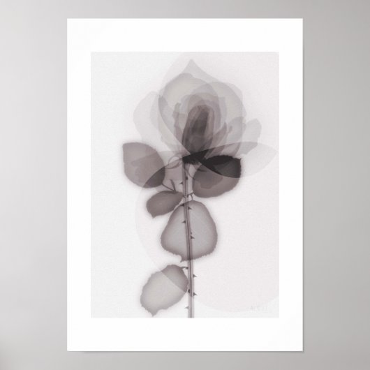 Poster X-ray Botanical Art - Rose (Devant)
