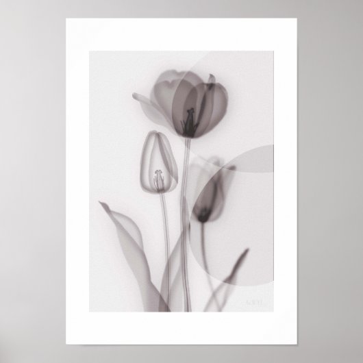 Poster X-ray Botanical Art - Tulip (Devant)
