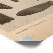 Poster XI Articles d'os, Californie du Sud (Coin)