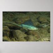 Poster Xiphophorus montezumae (Devant)