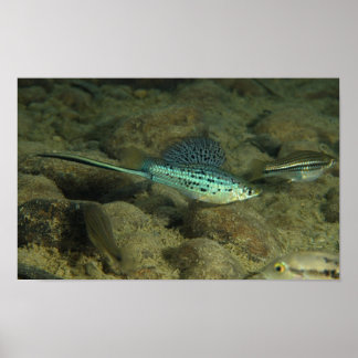 Poster Xiphophorus montezumae