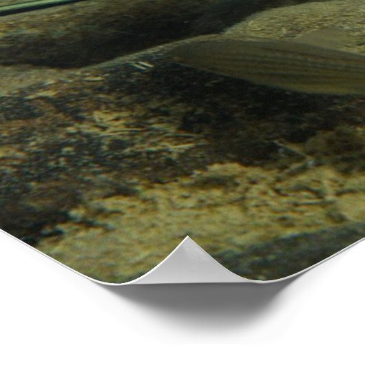 Poster Xiphophorus montezumae (Coin)