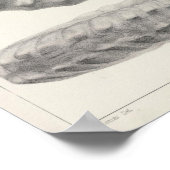 Poster XX Crétacé (Coin)