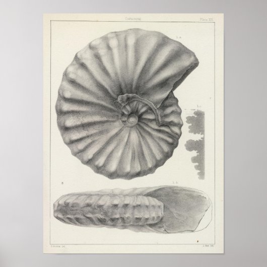 Poster XX Crétacé (Devant)