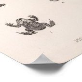 Poster XXV Rana, Bufo, Spea (Coin)