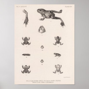 Poster XXV Rana, Bufo, Spea