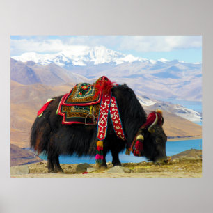 Poster Yak Bos Grunniens près du lac Yamdrok Tibet