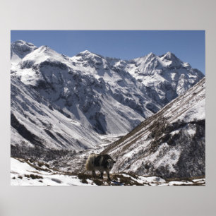 Poster Yak près du Mont Jhomolari, Jangothang Jigme Dorji