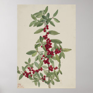 Poster Yaupon (Ilex vomitoria)