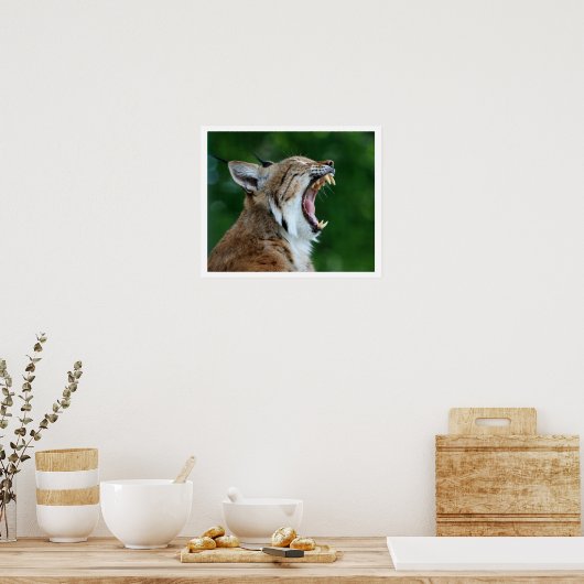 Poster Yawning Bobcat (Cuisine)