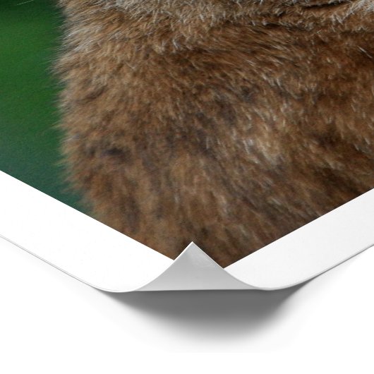 Poster Yawning Bobcat (Coin)