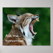 Poster Yawning Bobcat (Devant)