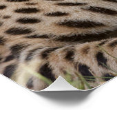Poster Yawning Cheetah (Coin)