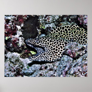 Poster Yawning Leopard Moray