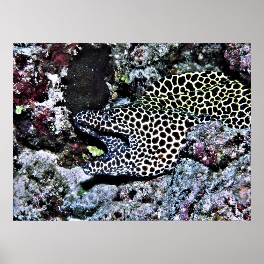 Poster Yawning Leopard Moray (Devant)