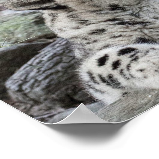 Poster Yawning Snow Leopard (Coin)