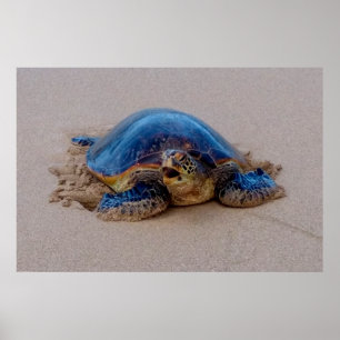 Poster Yawning Tortue de mer