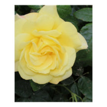 Yello Rose