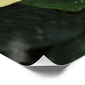 Poster Yello Rose (Coin)