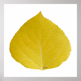 Poster Yellow Aspen Leaf #5