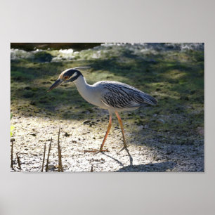 Poster Yellow-Crowned Night Heron, Florida