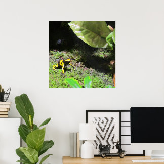 Poster Yellow Dart Frog