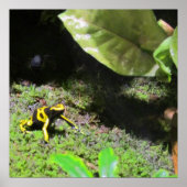 Poster Yellow Dart Frog (Devant)