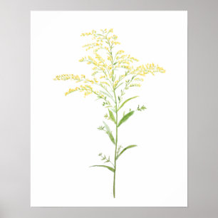 Poster yellow early goldenrod watercolor painting
