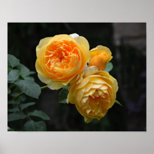 Poster Yellow English Roses