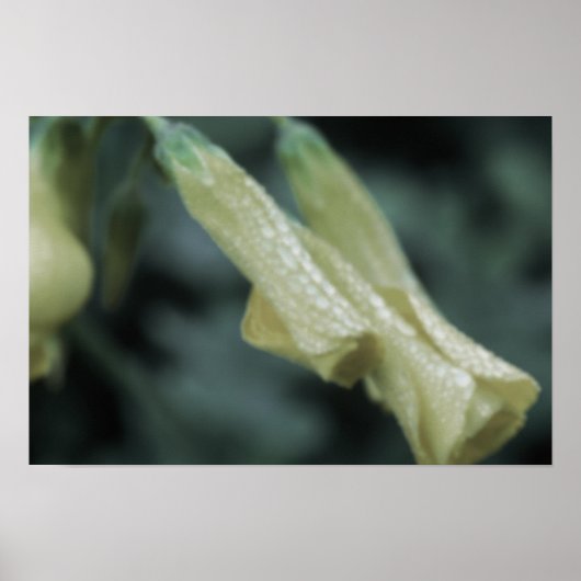 Poster Yellow Flowers - Morning Dew (Devant)