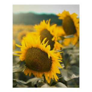 Poster Yellow Hardy Sunflower Art Meilleures photos de to