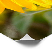 Poster Yellow Hardy Sunflower Meilleures photos de tourne (Coin)